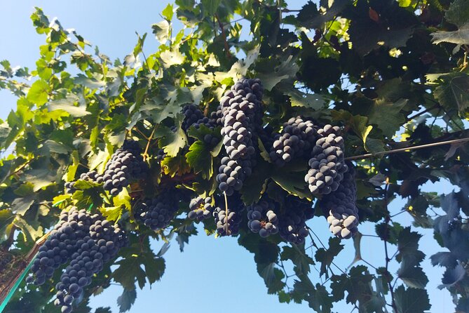 Quiero mas vino, valle de Guadalupe Tours - Pickup and Timing: The 6-Hour Reality Check