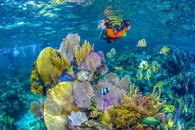 Reef Snorkel In National Park In Puerto Morelos With Lunch And Transportation - Puerto Morelos Reef, why this snorkel is the real point