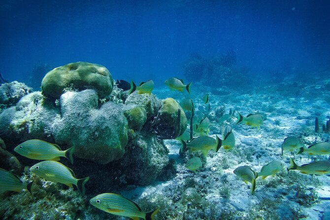 Reef Snorkel In National Park In Puerto Morelos With Lunch And Transportation - Pickup and transportation, when a shared shuttle can change your schedule