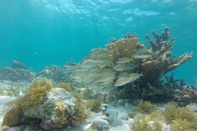 Reef Snorkeling & Jungle Speedboat Adventure with Mayan Ceremony - Who should book this speedboat and reef snorkeling adventure
