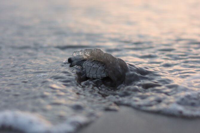Release of Sea Turtles in Camp Tortuguero - Key highlights you will actually feel