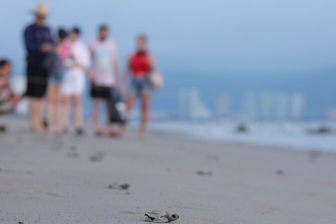 Release of Sea Turtles in Camp Tortuguero - Getting there: Marina Vallarta meeting point and the beach-area timing