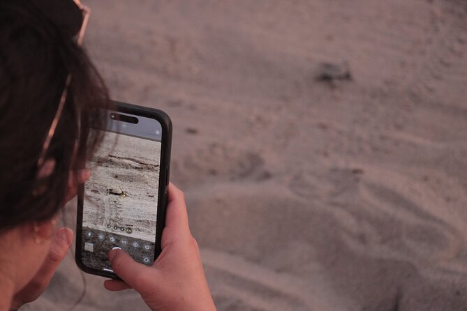 Release of Sea Turtles in Camp Tortuguero - Releasing baby turtles: how the moment works and how the team protects them