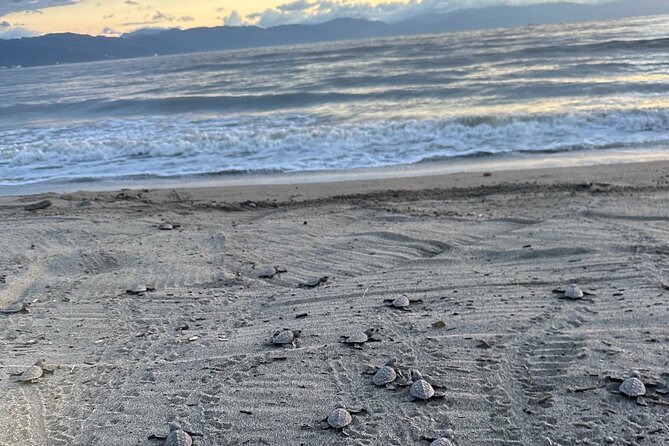 Release of Sea Turtles in Camp Tortuguero - Photos, water, and the small-group feel that keeps things human
