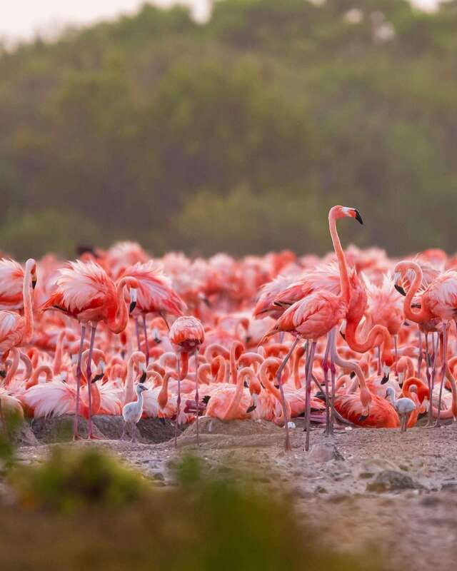 Rio Lagartos and Las Coloradas: Safari Flamingo Luxury - Mayan clay bath, what it is and why it feels worth it