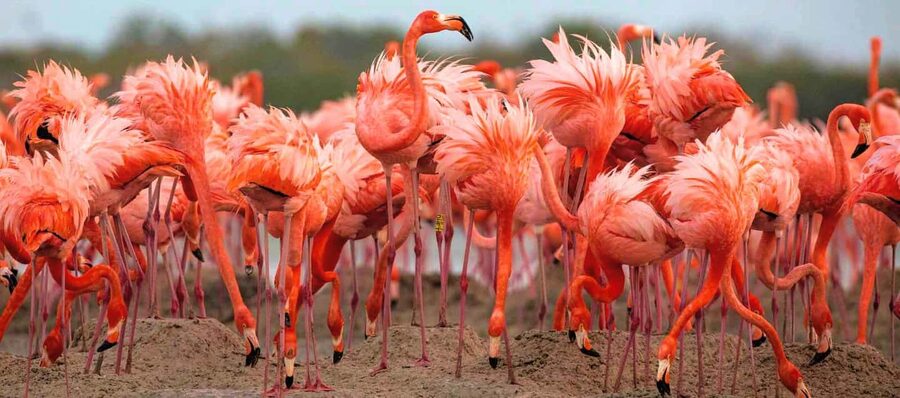 Rio Lagartos and Las Coloradas: Safari Flamingo Luxury - Rio Lagartos and Las Coloradas Safari, the big idea