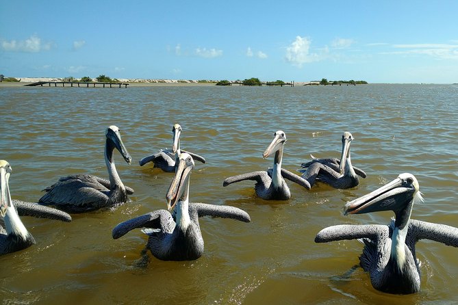 Rio Lagartos guided boat tour- Ek Balam from Valladolid - Guide quality and small group size: the real reason people rate this so high