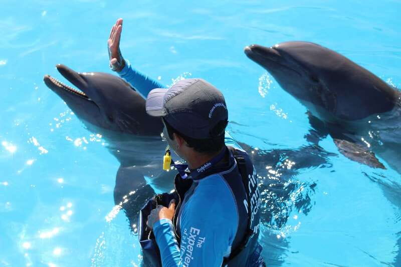 Riviera Maya: Dolphin Encounter with Beach Club Access - How to get there: Highway 307 and the Dorado Maroma handoff