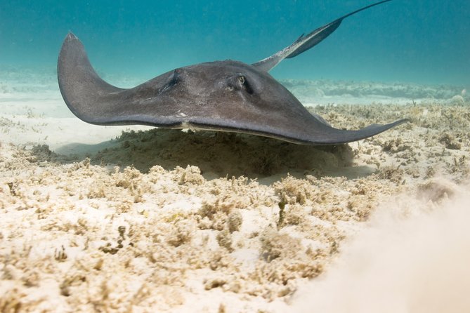 Riviera Maya Luxury Snorkeling Cruise with Lunch and Drinks - Who should book this cruise, and who should skip it