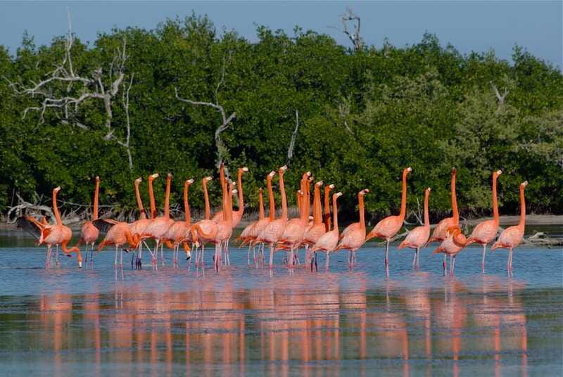 Riviera Maya: Rio Lagartos & Las Coloradas Day Trip w/Lunch - Lunch at Rio Lagartos: simple, local fuel for a long day