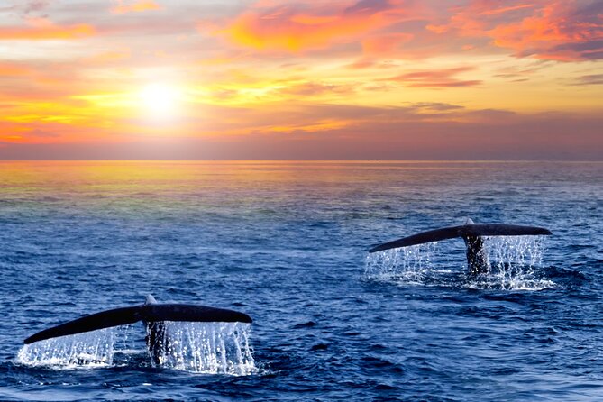 San Jose del Cabo Small-Group Sunrise Whale Watching - Key Points Before You Go