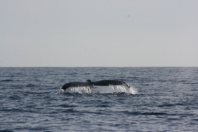 San Jose del Cabo Small-Group Sunrise Whale Watching - What You Can See: Humpbacks, Greys, and Bonus Wildlife