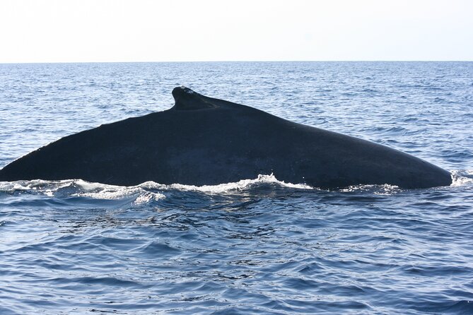 San Jose del Cabo Small-Group Sunrise Whale Watching - Who This Tour Fits Best (And Who Might Reconsider)
