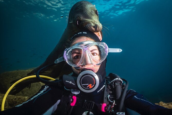 Scuba Dive in La Paz: Sea Lions, Turtles, Fish Schools and Wrecks - La Paz Wildlife and Wrecks, Handled in a Small Group