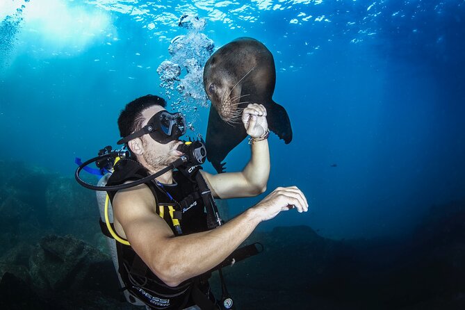 Scuba Dive in La Paz: Sea Lions, Turtles, Fish Schools and Wrecks - First Stop: Sea Lions, Reefs, and Possible Wrecks