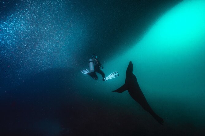 Scuba Dive in La Paz: Sea Lions, Turtles, Fish Schools and Wrecks - The Midday Reset: Beach Lunch in La Paz Between Sessions