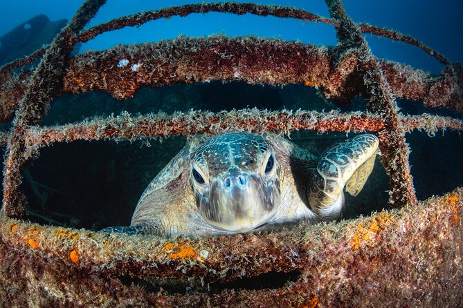 Scuba Dive in La Paz: Sea Lions, Turtles, Fish Schools and Wrecks - Two Sessions, Tailored to Your Level, With Guide Omar