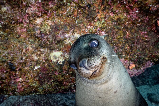 Scuba Dive in La Paz: Sea Lions, Turtles, Fish Schools and Wrecks - Equipment and Certification: The One Practical Hurdle