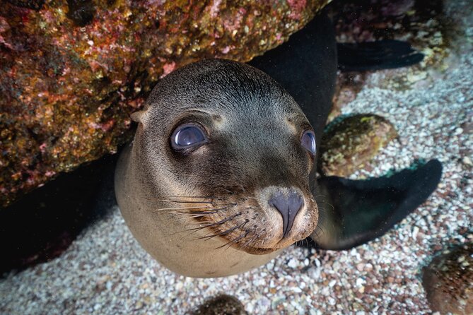 Scuba Dive in La Paz: Sea Lions, Turtles, Fish Schools and Wrecks - Price and Value: Is $226.40 a Fair Deal in La Paz?