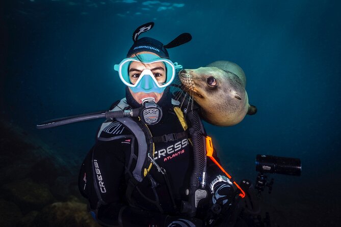 Scuba Dive in La Paz: Sea Lions, Turtles, Fish Schools and Wrecks - Who This Tour Fits Best (and Who Should Rethink It)