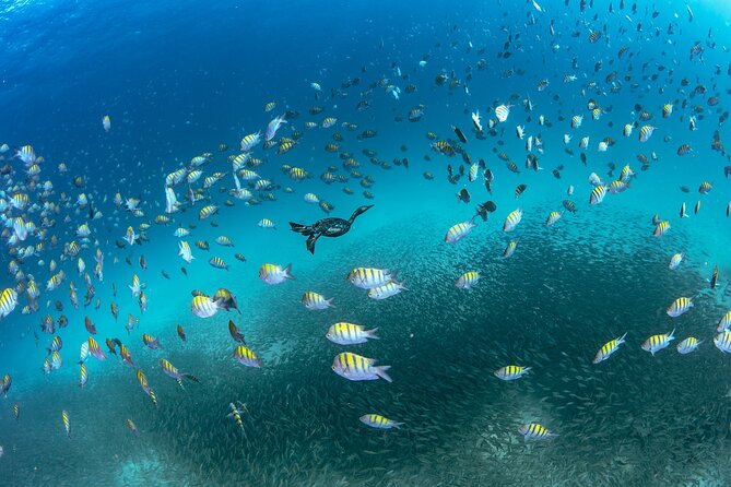 Scuba Dive in La Paz: Sea Lions, Turtles, Fish Schools and Wrecks - What You Can See Under Water: Sea Turtles, Schools of Fish, and Invertebrates