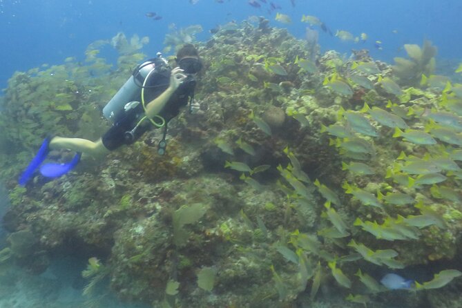Scuba Diving (1st time) in Cancun Beginner's WELCOMED! - Should You Book This Beginner Underwater Experience in Cancun?