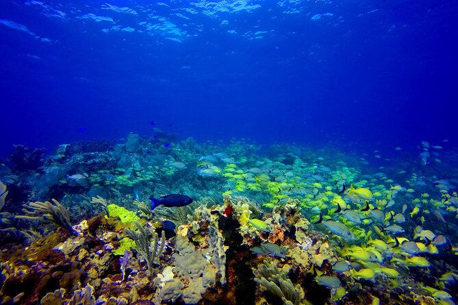 Scuba Diving Adventure WITHOUT CERTIFICATION! Try it today! - The 11:00 am Schedule: What Happens Before You Go Under
