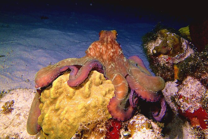Scuba Diving Adventure WITHOUT CERTIFICATION! Try it today! - Shallow-Water Skills in 3 to 4 Feet: The Confidence Builder