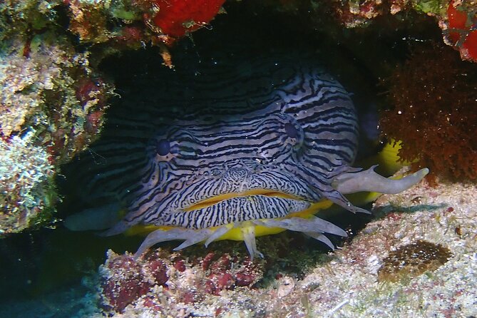 Scuba Diving Adventure WITHOUT CERTIFICATION! Try it today! - How Long You Actually Spend in the Water