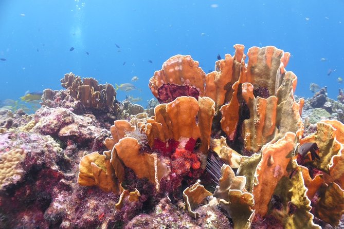 Scuba Diving Adventure WITHOUT CERTIFICATION! Try it today! - Where the Day Starts in Centro (And Why That Matters)