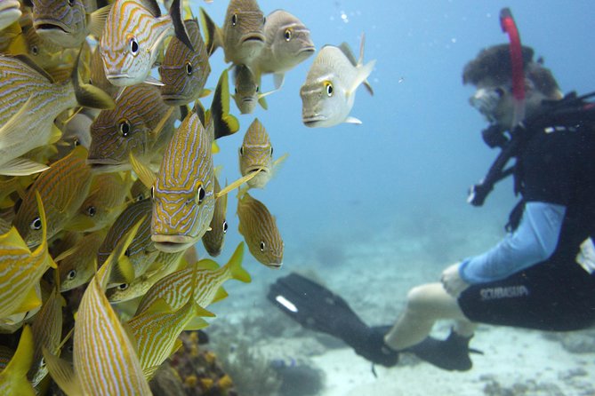 Scuba diving at MUSA the underwater museum for certified divers - Price and Value: Why $135 Makes Sense Here