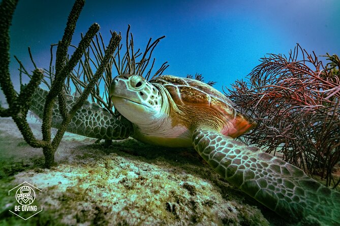 Scuba Diving in Cozumel Island - Reef Time With Only Four Per Guide