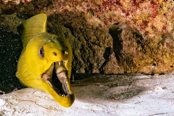 Scuba Diving in Cozumel Island - Nitrox Costs Extra, and Certification Level Changes Your Total