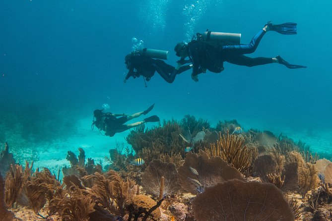 Scuba Diving in Cozumel Island - Should You Book This Cozumel Reef Day?