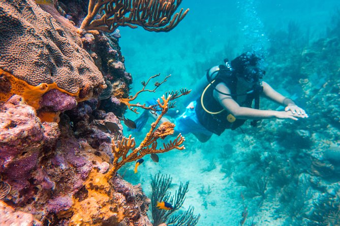Scuba Diving in Cozumel Island - Underwater Sessions With a 60-Minute Cap and Real Planning Between Sites
