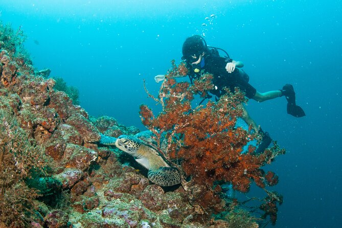 Scuba Diving Puerto Vallarta Undersea Arcos or Marietas - Price and what makes it feel like value