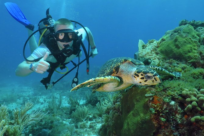 Scuba Diving Under Water Museum and Reef for beginners - Key highlights that make this a strong beginner choice
