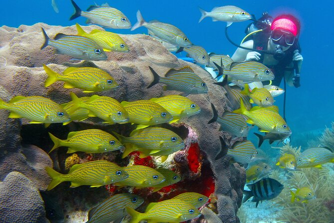 Scuba Diving Under Water Museum and Reef for beginners - Museo Subacuatico de Arte (MUSA), 500+ Sculptures