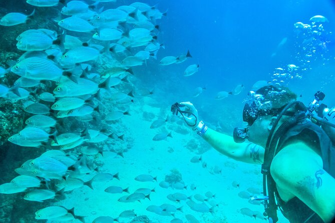 Scuba Diving with a 5-Star PADI Center in Puerto Vallarta - Why Banderas Bay is the right place for your first serious scuba sessions