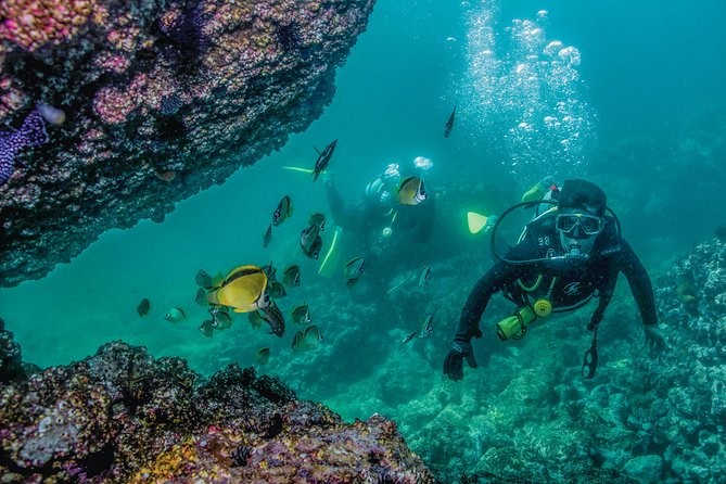 Scuba Diving with a 5-Star PADI Center in Puerto Vallarta - Gear, weights, and the cold-water reality (especially if you run warm)