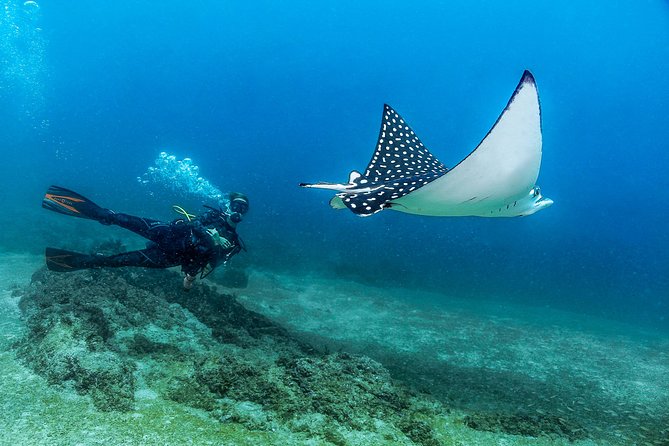 Scuba Diving with a 5-Star PADI Center in Puerto Vallarta - Meeting point and timing: what 8:00 AM really means for your day