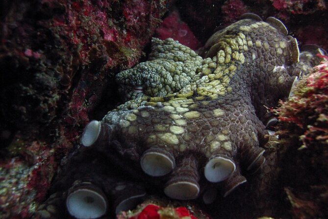 Scuba Diving - Picking your underwater sites: Pelikan Rock and Land’s End, or Santa Maria and Chileno