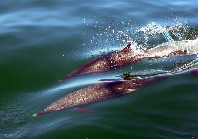 Sea Safari & Beach BBQ at secluded Pizota jungle beach - Key highlights at a glance