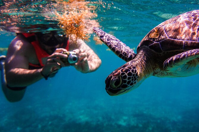 Sea turtle and cenotes half day Snorkeling Tour from Riviera Maya - Price and Budget Check for the $99 Tour