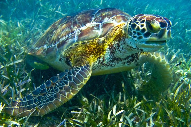 Sea turtle and cenotes half day Snorkeling Tour from Riviera Maya - Chikin Ha Cenotes: Three Stops, Two Swim Sessions, One Underground Walk