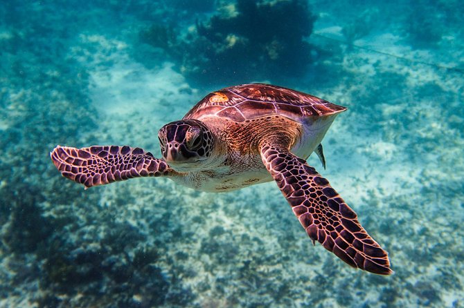 Sea turtle and cenotes half day Snorkeling Tour from Riviera Maya - Guides Like Flavio and Eugene Make the Day Work
