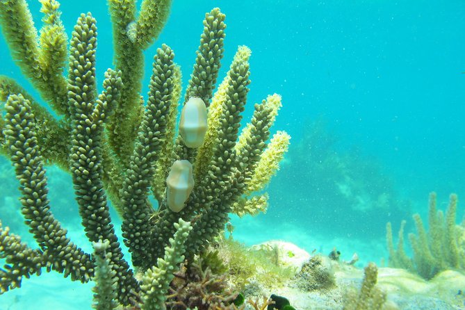 Sea turtle and cenotes half day Snorkeling Tour from Riviera Maya - Fitness Level and Age Considerations
