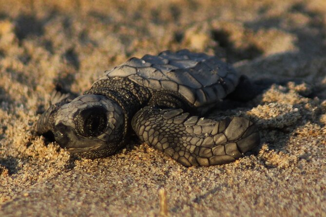Sea Turtle Release – A Puerto Vallarta Conservation Adventure - Sea Turtle Release in Puerto Vallarta: what makes it special
