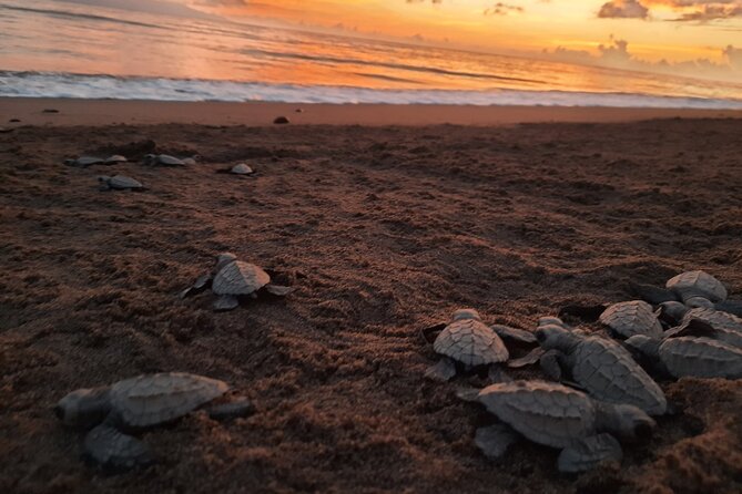 Sea Turtle Release – A Puerto Vallarta Conservation Adventure - Key highlights you should know before you go