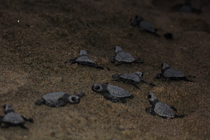 Sea Turtle Release – A Puerto Vallarta Conservation Adventure - Arriving at the sea turtle camp: where conservation turns into routine care